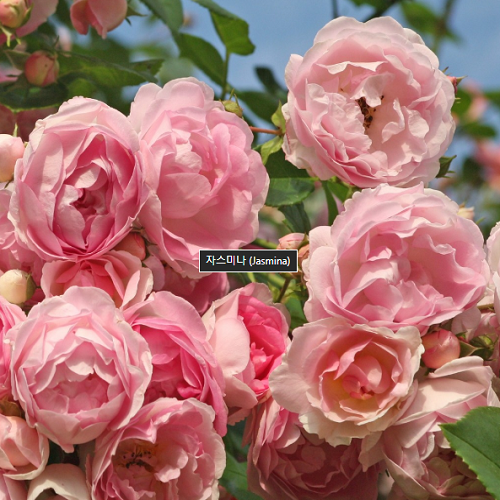 ���콺�� Ŭ���Ͻø� �����̹����� ���Ǽ� �ֽ��ϴ�.