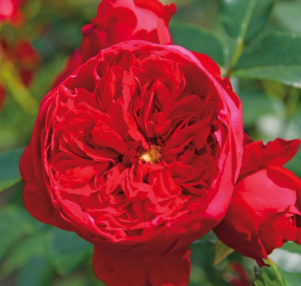 ���콺�� Ŭ���Ͻø� �����̹����� ���Ǽ� �ֽ��ϴ�.