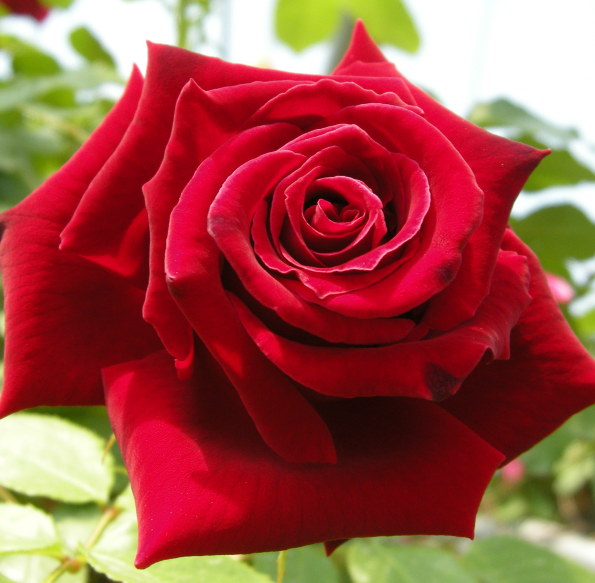 ���콺�� Ŭ���Ͻø� �����̹����� ���Ǽ� �ֽ��ϴ�.