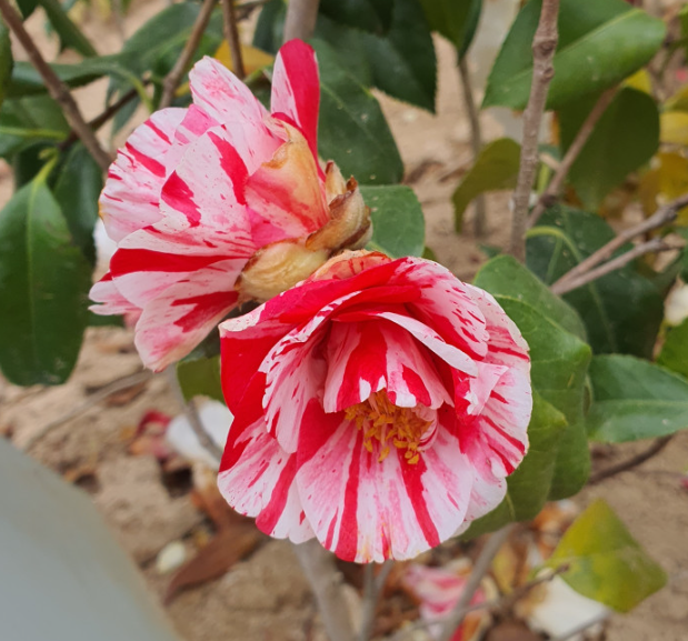 ���콺�� Ŭ���Ͻø� �����̹����� ���Ǽ� �ֽ��ϴ�.